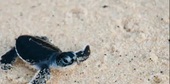 Turtle Conservation Project